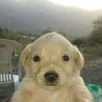 Jotchua — the money dog